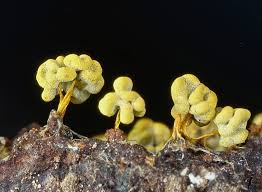 Attēlu rezultāti vaicājumam “Physarum melleum”