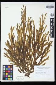 Attēlu rezultāti vaicājumam “Dictydiaethaliaceae”