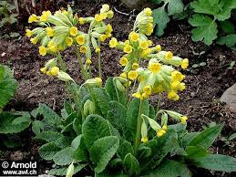 Image result for Schlüsselblumen