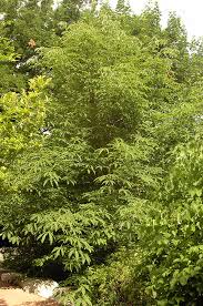 Attēlu rezultāti vaicājumam “Aesculus flava”