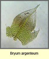 Attēlu rezultāti vaicājumam “Bryum moravicum”