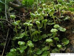 Attēlu rezultāti vaicājumam “Preissia quadrata”