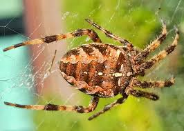 Attēlu rezultāti vaicājumam “Araneus diadematus”