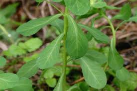 Attēlu rezultāti vaicājumam “Euphorbia helioscopia leaf”