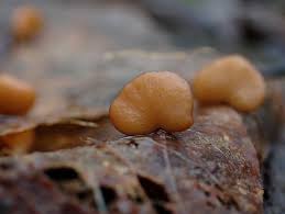 Attēlu rezultāti vaicājumam “Typhula erythropus”