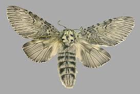 Attēlu rezultāti vaicājumam “Cerura vinula imago”