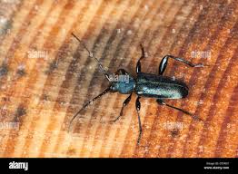 Attēlu rezultāti vaicājumam “Callidium violaceum”