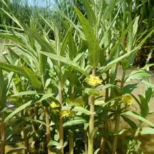 Attēlu rezultāti vaicājumam “Lysimachia thyrsiflora”