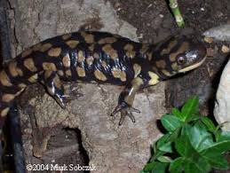 Attēlu rezultāti vaicājumam “Diderma tigrinum macro”