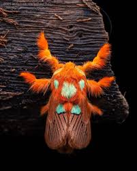 Attēlu rezultāti vaicājumam “Endromidae”