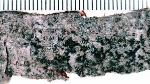 Attēlu rezultāti vaicājumam “Scoliciosporum chlorococcum”