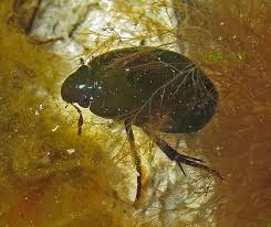 Attēlu rezultāti vaicājumam “Hydrochara caraboides”