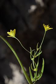 Attēlu rezultāti vaicājumam “Gagea pratensis flower”