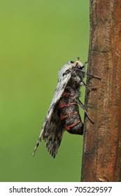 Attēlu rezultāti vaicājumam “Lymantria monacha imago”