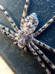 Attēlu rezultāti vaicājumam “Philodromus margaritatus”