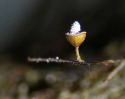 Attēlu rezultāti vaicājumam “Craterium minutum stalked”