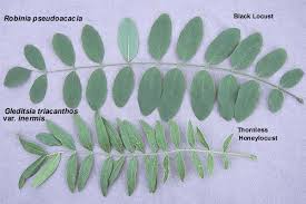 Attēlu rezultāti vaicājumam “Gleditsia triacanthos leaf”