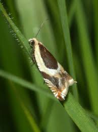 Attēlu rezultāti vaicājumam “Ancylis badiana”