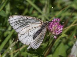 Attēlu rezultāti vaicājumam “Aporia crataegi female”