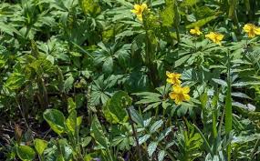 Attēlu rezultāti vaicājumam “Anemone ranunculoides leaf”