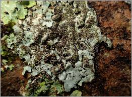 Attēlu rezultāti vaicājumam “Parmelina tiliacea”