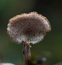 Attēlu rezultāti vaicājumam “Auriscalpium vulgare”