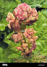 Attēlu rezultāti vaicājumam “Rheum rhabarbarum flower”