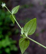 Attēlu rezultāti vaicājumam “Moehringia trinervia flower”