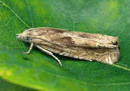 Attēlu rezultāti vaicājumam “Eucosma aspidiscana”