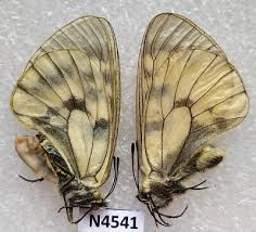 Attēlu rezultāti vaicājumam “Parnassius mnemosyne”