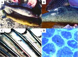 Image result for Sander vitreus