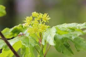 Attēlu rezultāti vaicājumam “Acer campestre flower”