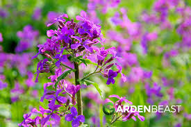 Image result for Lunaria annua