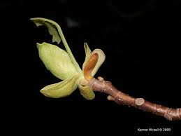 Attēlu rezultāti vaicājumam “Liriodendron tulipifera bud”