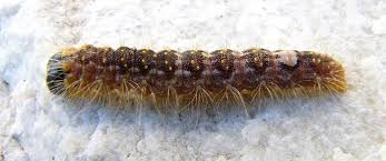 Attēlu rezultāti vaicājumam “Acronicta megacephala larva”