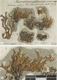 Attēlu rezultāti vaicājumam “Ramalina pollinaria”