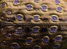 Attēlu rezultāti vaicājumam “Elaphrus cupreus”