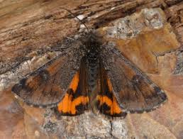 Attēlu rezultāti vaicājumam “Archiearis parthenias”