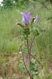 Image result for Campanula lingulata
