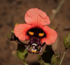 Image result for Alonsoa liniflora