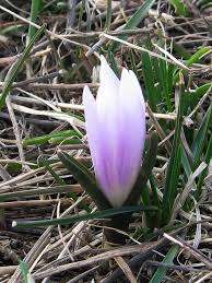 Attēlu rezultāti vaicājumam “Colchicum szovitsii subsp. szovitsii flower”