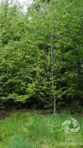 Attēlu rezultāti vaicājumam “Carpinus caroliniana”