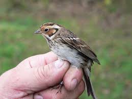 Image result for Emberiza pusilla