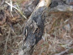 Attēlu rezultāti vaicājumam “Lachnellula willkommii”