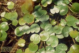 Attēlu rezultāti vaicājumam “Hydrocharis morsus-ranae fruit”