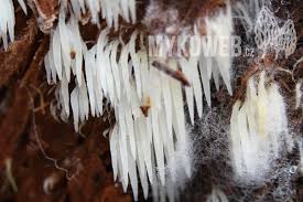 Attēlu rezultāti vaicājumam “Mucronella bresadolae”