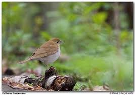 Image result for Catharus fuscescens