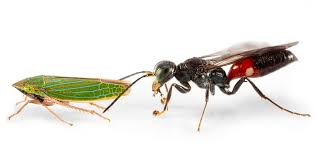 Attēlu rezultāti vaicājumam “Javesella pellucida female”