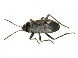 Image result for Rhyparochromus