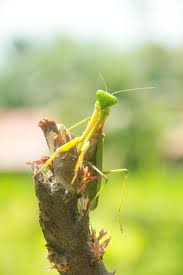 Attēlu rezultāti vaicājumam “Mantis religiosa”